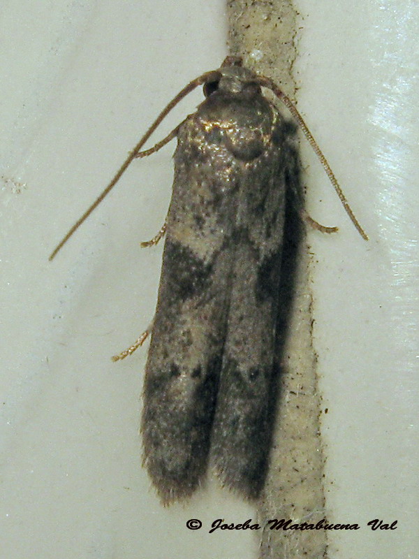 A determinare 2 - Blastobasis glandulella, Blastobasidae